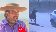 "Era un integrante más de mi familia": La historia detrás de yegua robada y faenada en Coquimbo