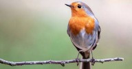 Robins will return to gardens if one food they 'absolutely love' is left out