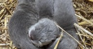 Virginia Zoo embraces its first-ever otter pups as they wiggle and snuggle