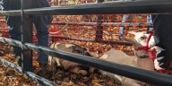 Roaming goats near I-95 in Clinton return home after months