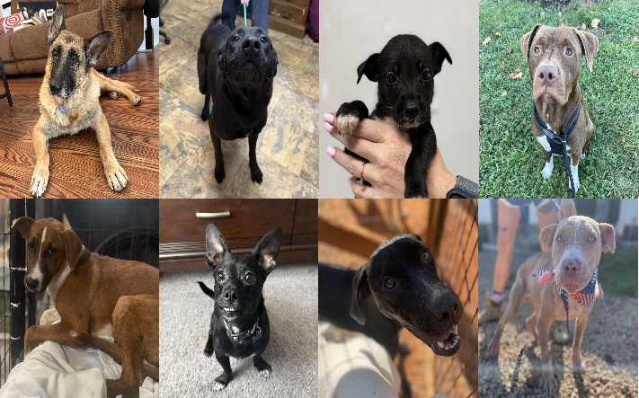 Midlands Pup Shots! October 22