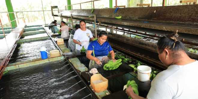 Perjudica el clima la exportación de plátano