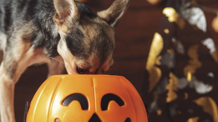 VERIFY: These Halloween candies are the most dangerous to pets