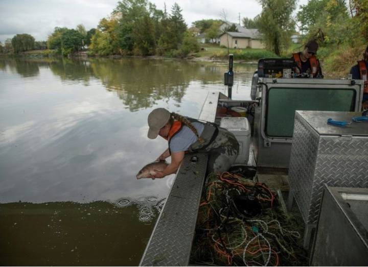 The U.S. and Canada's common enemy: invasive and voracious carp