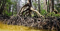 ‘Every whisper tells a story’: A new book introduces young readers to mangroves around the world