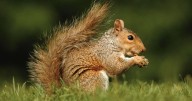 AT&T: Squirrels, not trees, to blame for Broadmoor wifi woes