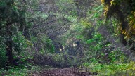 Powering a greener tomorrow: India moves up to 9th spot in forest area, retains 3rd in annual gain