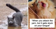 50 Times Cats Hilariously Malfunctioned, Making Owners Ask “What’s Wrong With My Cat?” (New Pics)