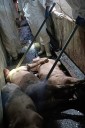 Taiwan reports its first case of African swine fever and culls scores of pigs