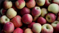 Fall harvest on display at Charlevoix’s Apple Fest