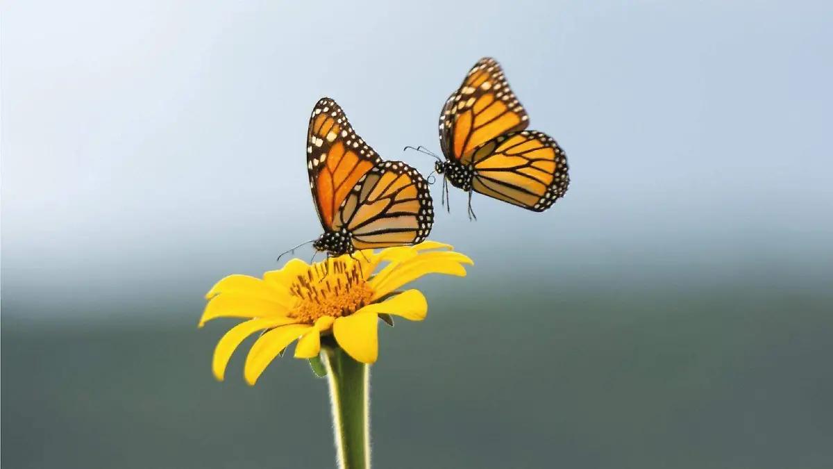 ¡Llegan las mariposas monarca a Tamaulipas! Inicia su mágico recorrido por la biosfera El Cielo