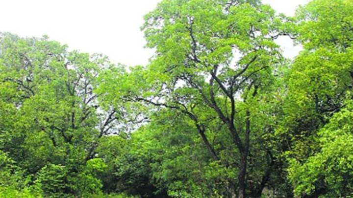 ‘These are not just trees…’: Residents accuse PCMC of unscientific methods damaging biodiversity, changing river flow