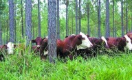 Mercados de carbono en la Argentina: una herramienta para dar un salto de calidad