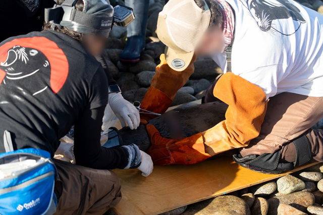 Rescatamos a 13 lobos marinos durante la sexta campaña de desenmalle en Isla San Jorge, Sonora