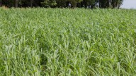 Keep Problematic Weeds Out Of Your Garden With One Fast