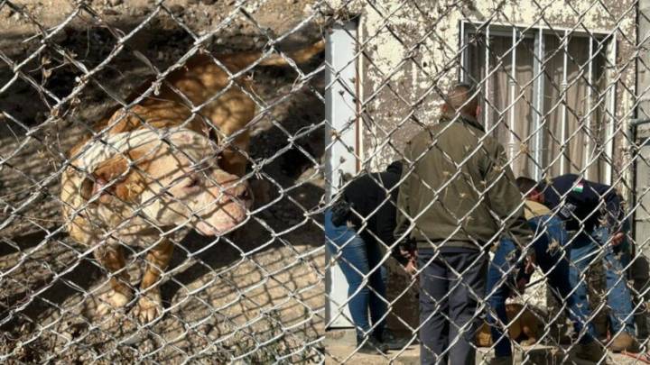 Alerta en Chihuahua por amenaza de matar perros y gatos