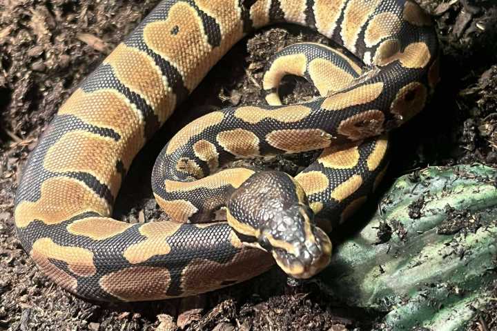 Baby python found in Orrington yard