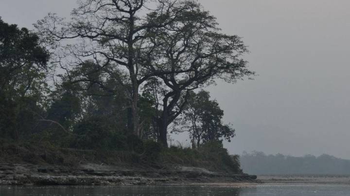 Nuevas pistas avalan que los animales y hasta los árboles tendrían alguna forma de consciencia