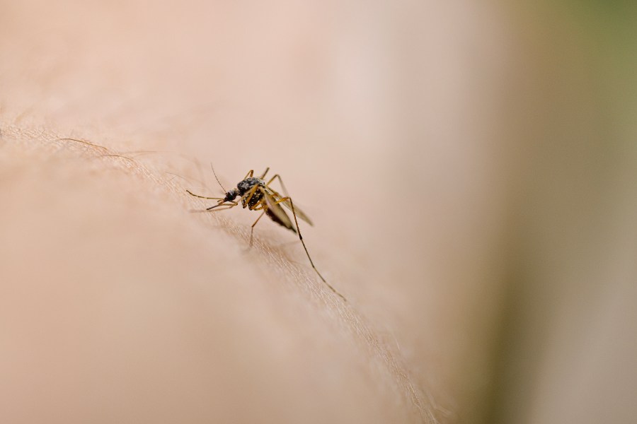 Mosquito-borne West Nile virus infection found in chickens in Hernando County
