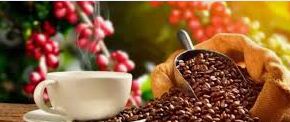 “Colombia registra la mayor cosecha de café en tres décadas, pero advierten posible baja en 2026”