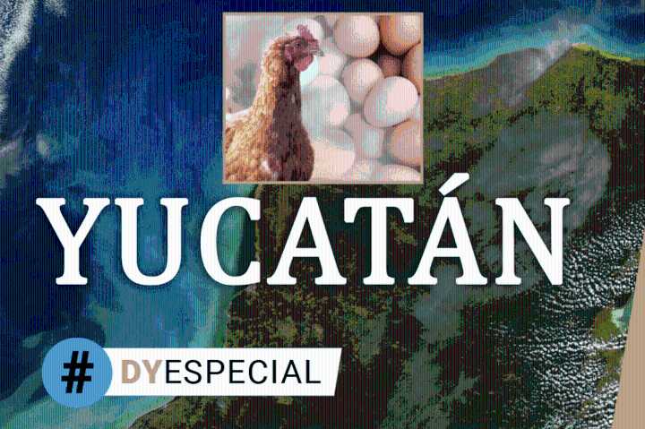 Este es el “top ten” de los municipios productores de huevo en Yucatán