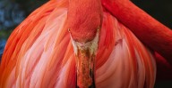‘Mensajeros y promesas’, un viaje visual por la fauna del mundo, llega a Morelia