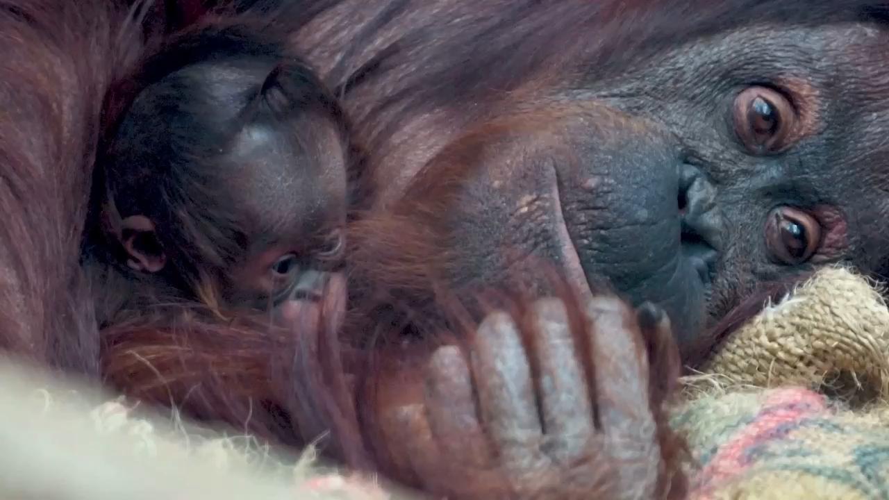 Rare baby Bornean orangutan born at Chester Zoo