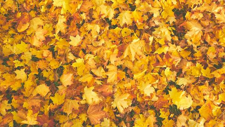 Victoria annual leaf collection to resume Tuesday