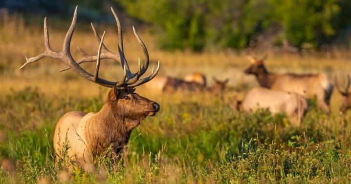 CPW asking for community's help finding those responsible for illegally poaching elk