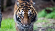 Perth Zoo announces death of 17-year-old Sumatran Tiger, Jaya