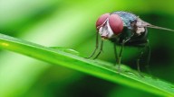 New case of deadly screwworm confirmed in Mexico, prompting warning from Texas ag commissioner