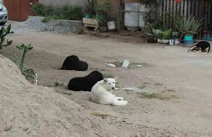 Detectan 30 perros callejeros en Las Flores; Bienestar Animal toma acciones
