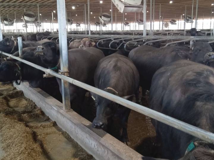 Water buffalo, Holstein herds share a barn and milking parlour