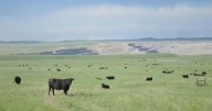 Wyoming congressional delegation wants to override BLM coal lease ban