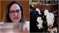 GOP Senator Breaks With Trump Over Plan To Import Argentine Beef