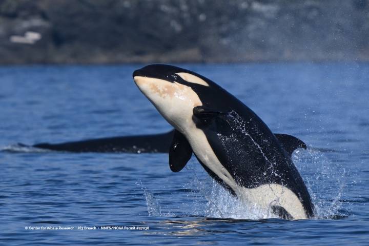 B.C. endangered orca population still in 'overall decline', but hope remains