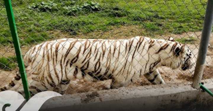 Localizan muerto a tigre de bengala que escapó de zoológico en Xicotepec