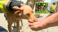 Emocionante rescate de Mona, una perrita criolla que estuvo a punto de ahogarse en el río Medellín