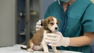 Crece la alerta en Argentina por una enfermedad silenciosa que transmiten los perros: Cuáles son los riesgos y cómo combatirla
