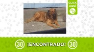 ¿Lo reconoces? Este perrito fue encontrado deambulando en El Popular