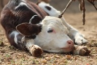¿Qué beneficios traerá el nuevo Centro de Nutrición Animal de la UANL?