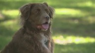 Service dog survives rattlesnake bite after life