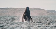 Southern right whales awe admirers in Patagonia after coming back from brink of extinction
