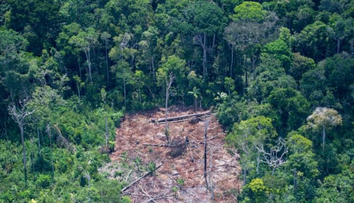 Desde 1985 se han perdido 5,6 millones de hectáreas de bosque en Colombia