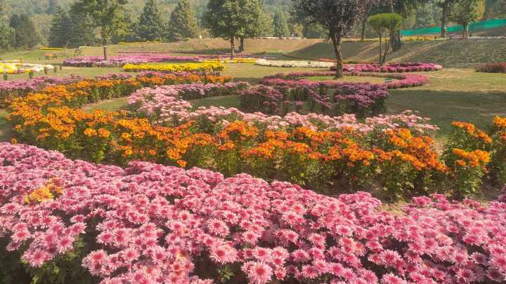 ‘This is beyond my imagination’: Kashmir’s first chrysanthemum garden is now in full bloom