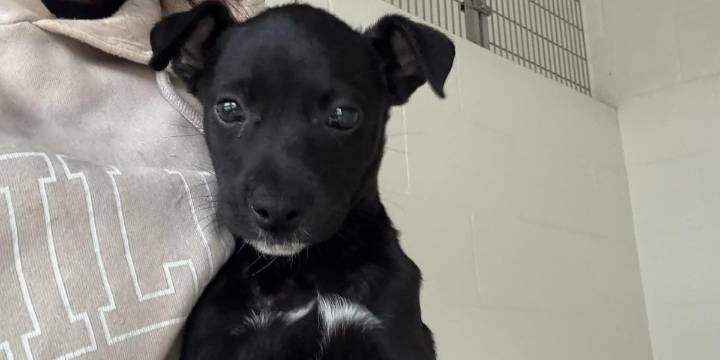 Owners sought after 10-week-old puppy left abandoned in Branford during nor’easter