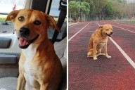'Chicles', perro maratonista de Tijuana que fue envenenado