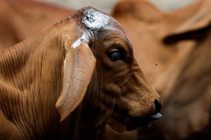 Mexico sees 32% jump in screwworm cases in September as cases move north
