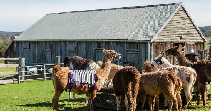 What's on around Maitland and things to do October 2025