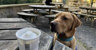 The best autumnal walk in North Yorkshire with waterfall and cheap parking